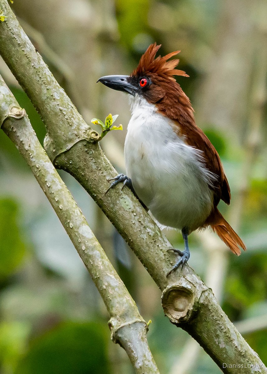 Great Antshrike - ML565174341