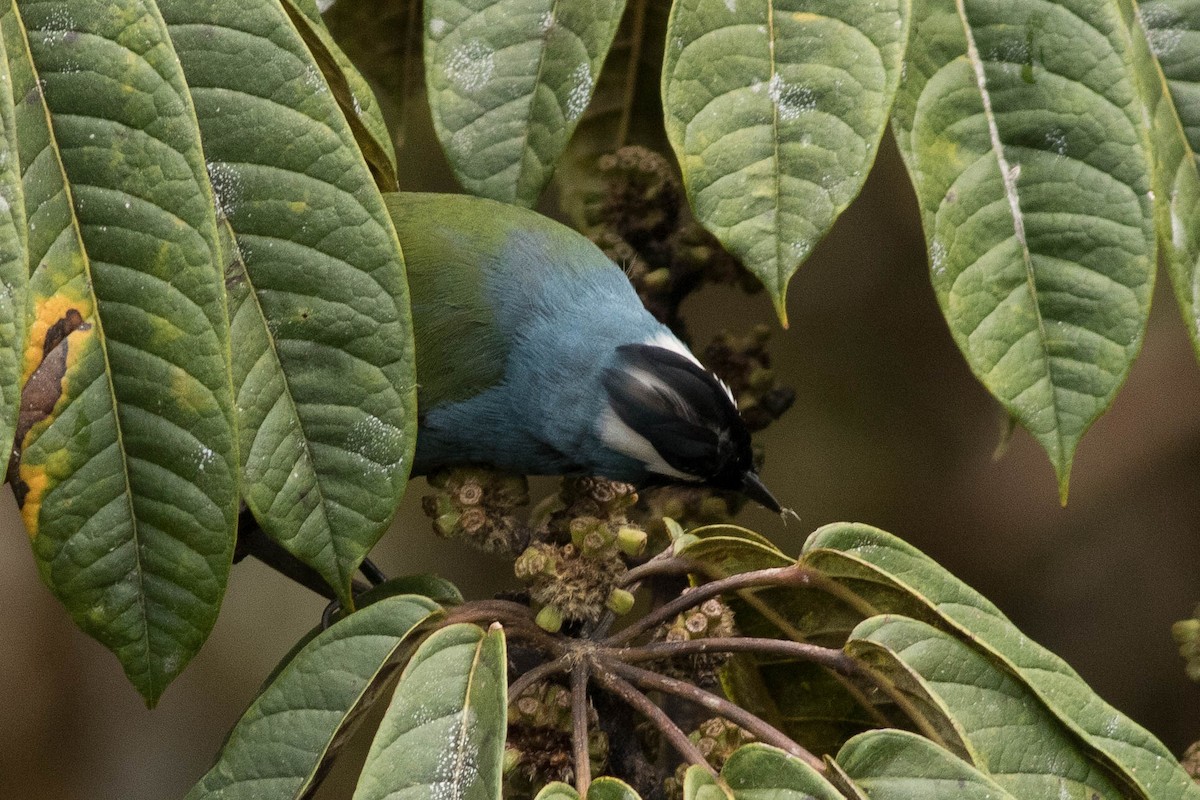 Eastern Crested Berrypecker - ML565174371