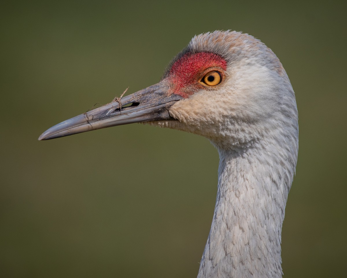 Kanadakranich - ML565174781