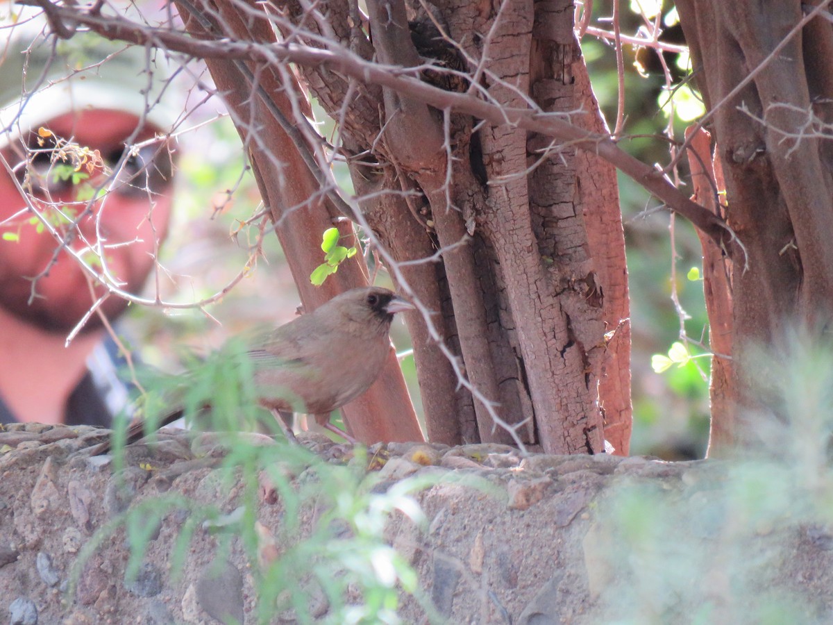 Abert's Towhee - ML565175421