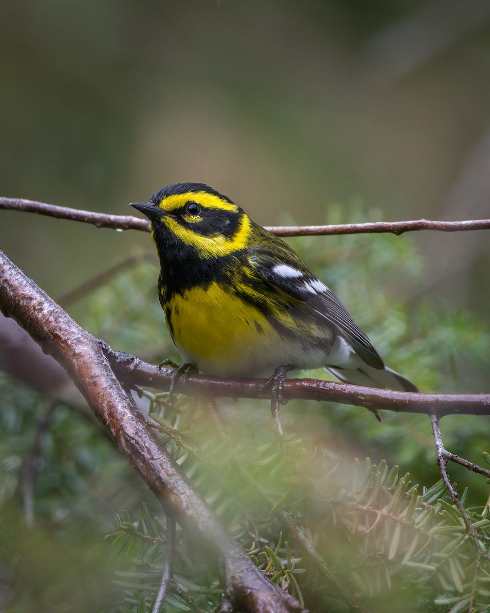 Townsendwaldsänger - ML565175521