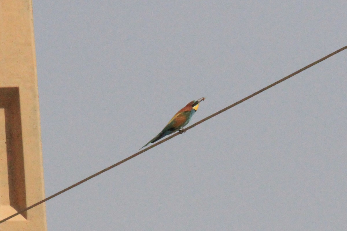 European Bee-eater - ML56517561