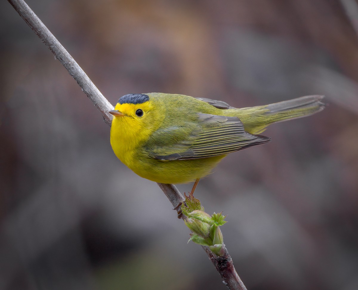 Mönchswaldsänger - ML565175881