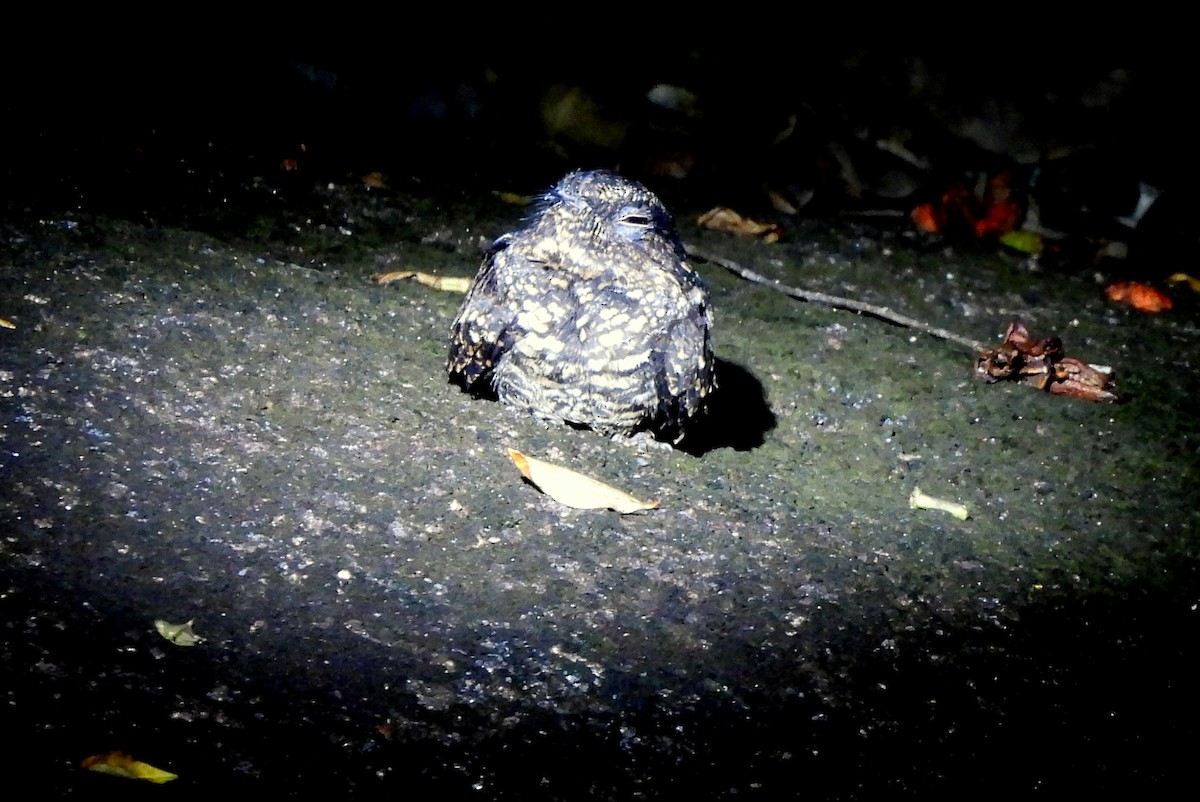 Blackish Nightjar - ML565176331