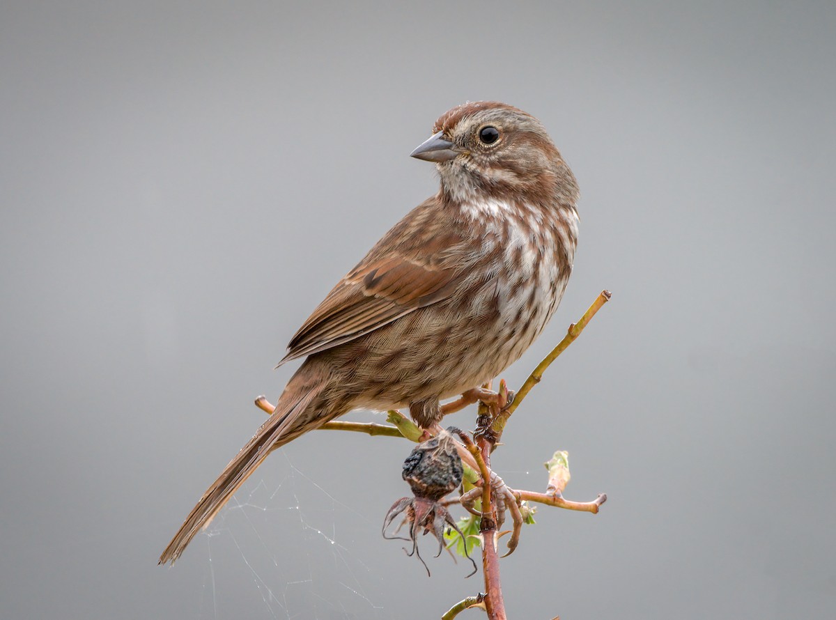 Singammer - ML565176471