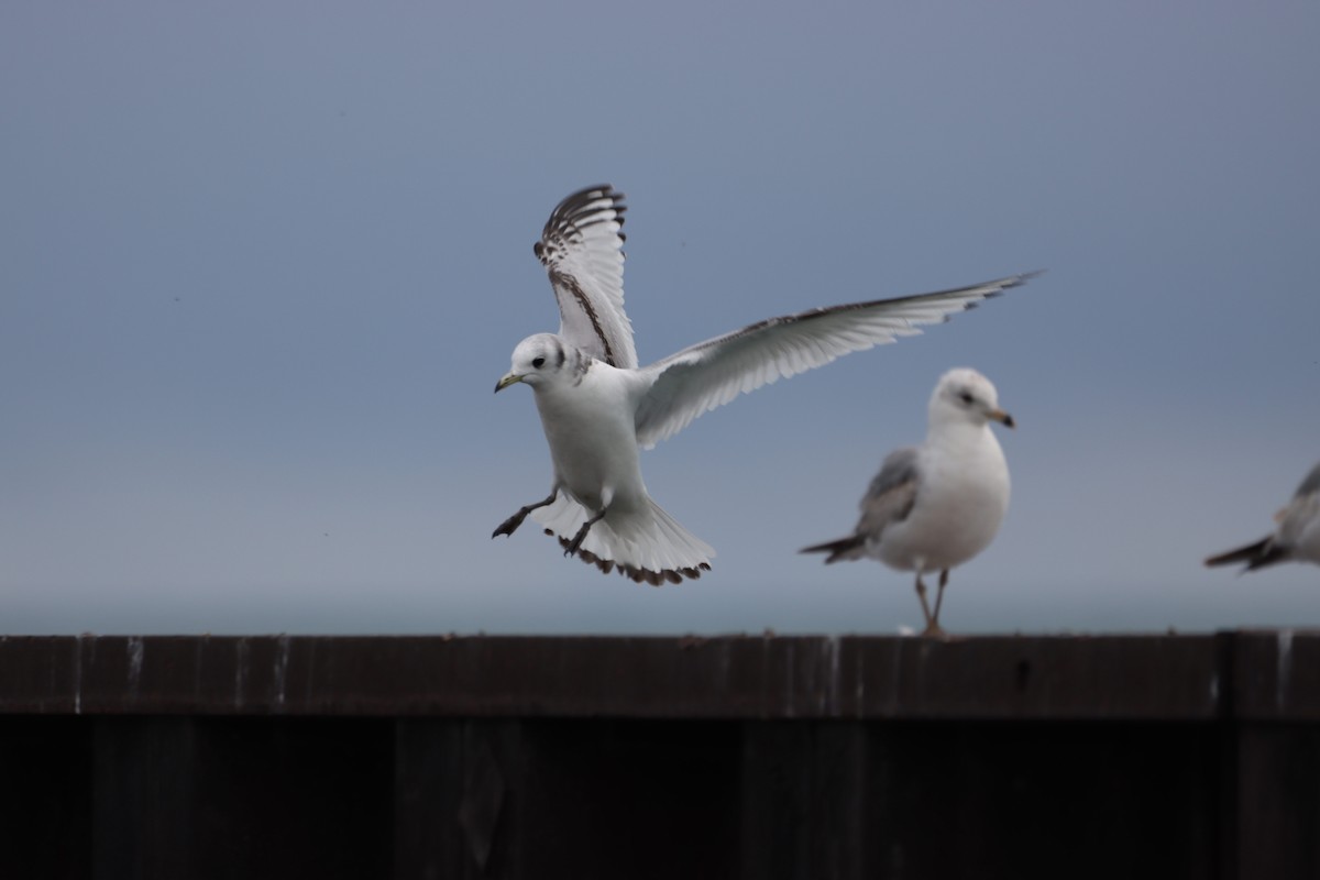 Black-legged Kittiwake - ML565176571
