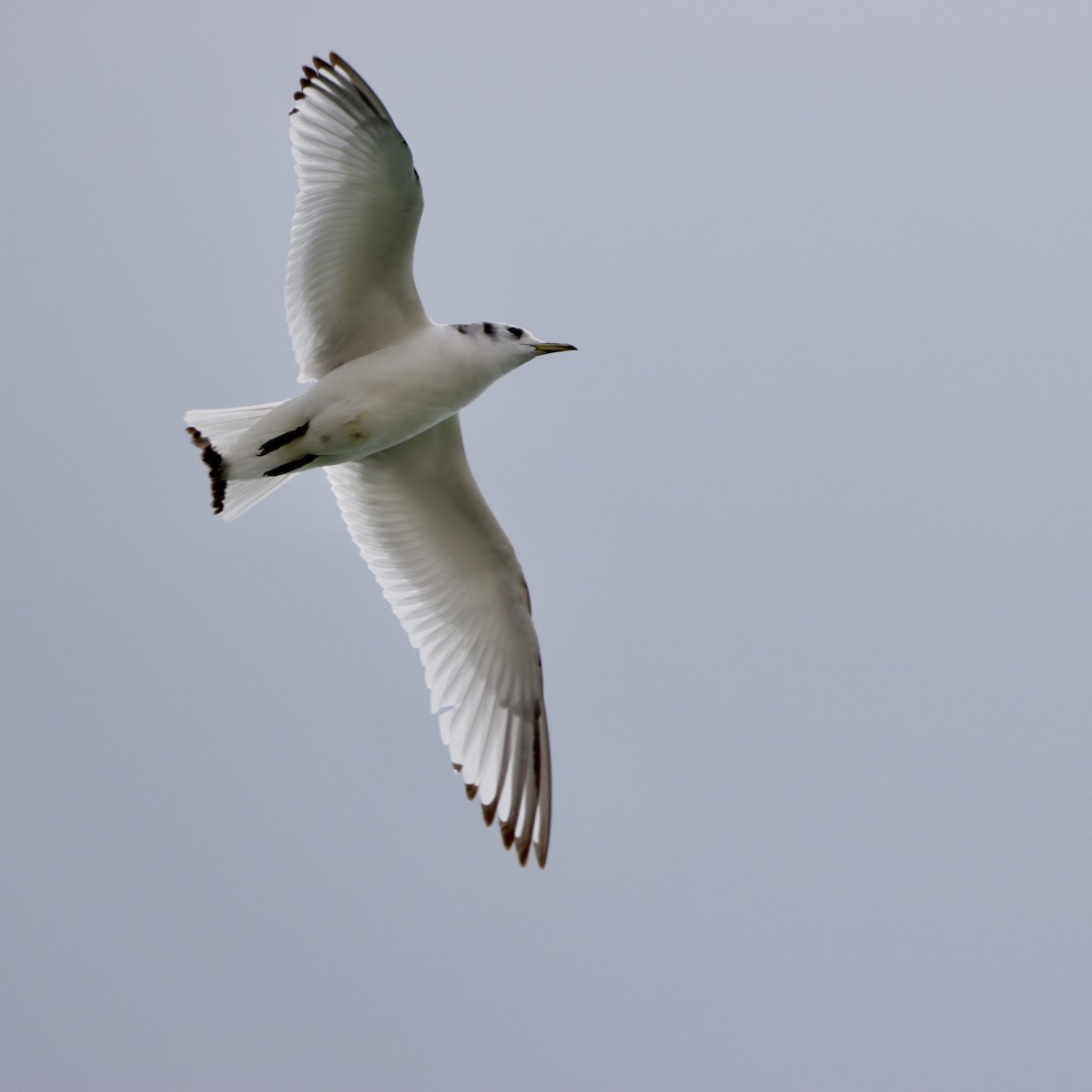 Black-legged Kittiwake - ML565176581