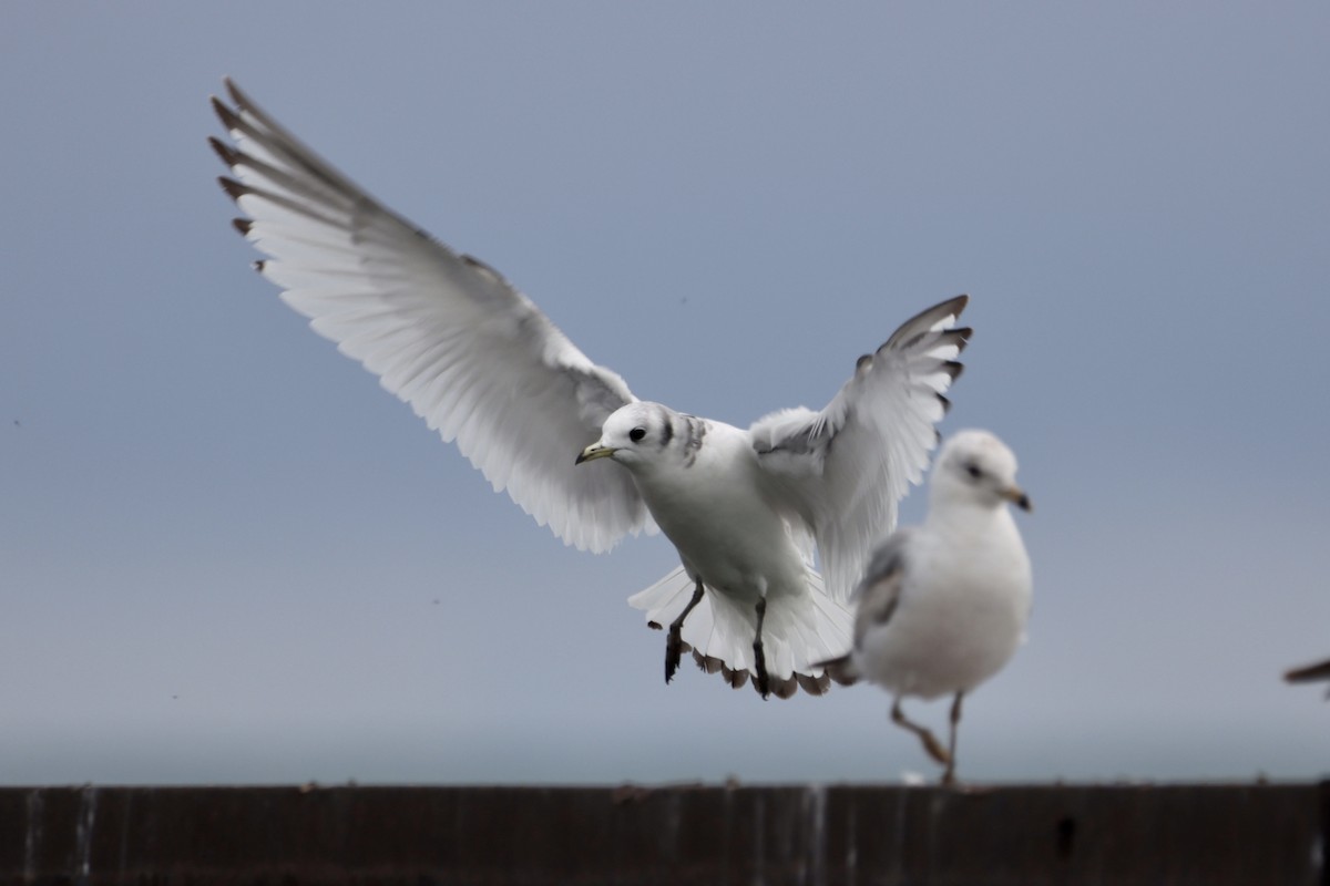 Black-legged Kittiwake - ML565176591