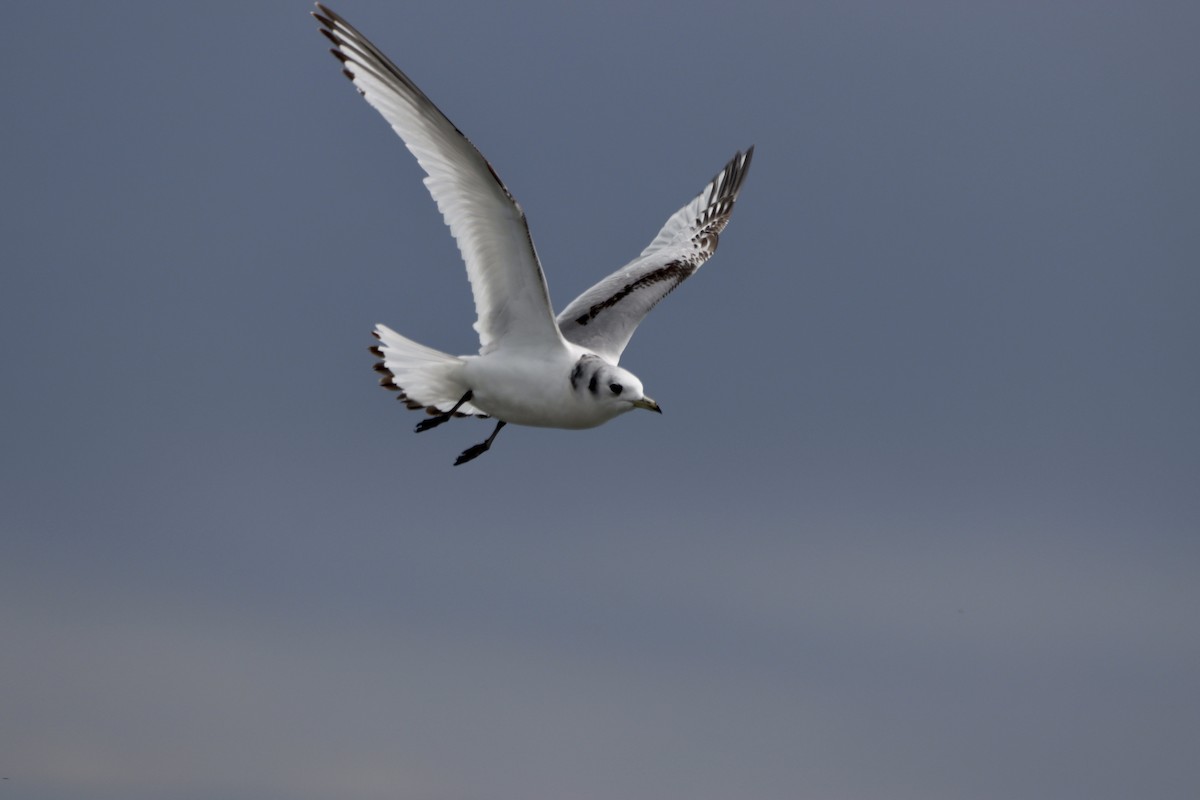 Black-legged Kittiwake - ML565176601