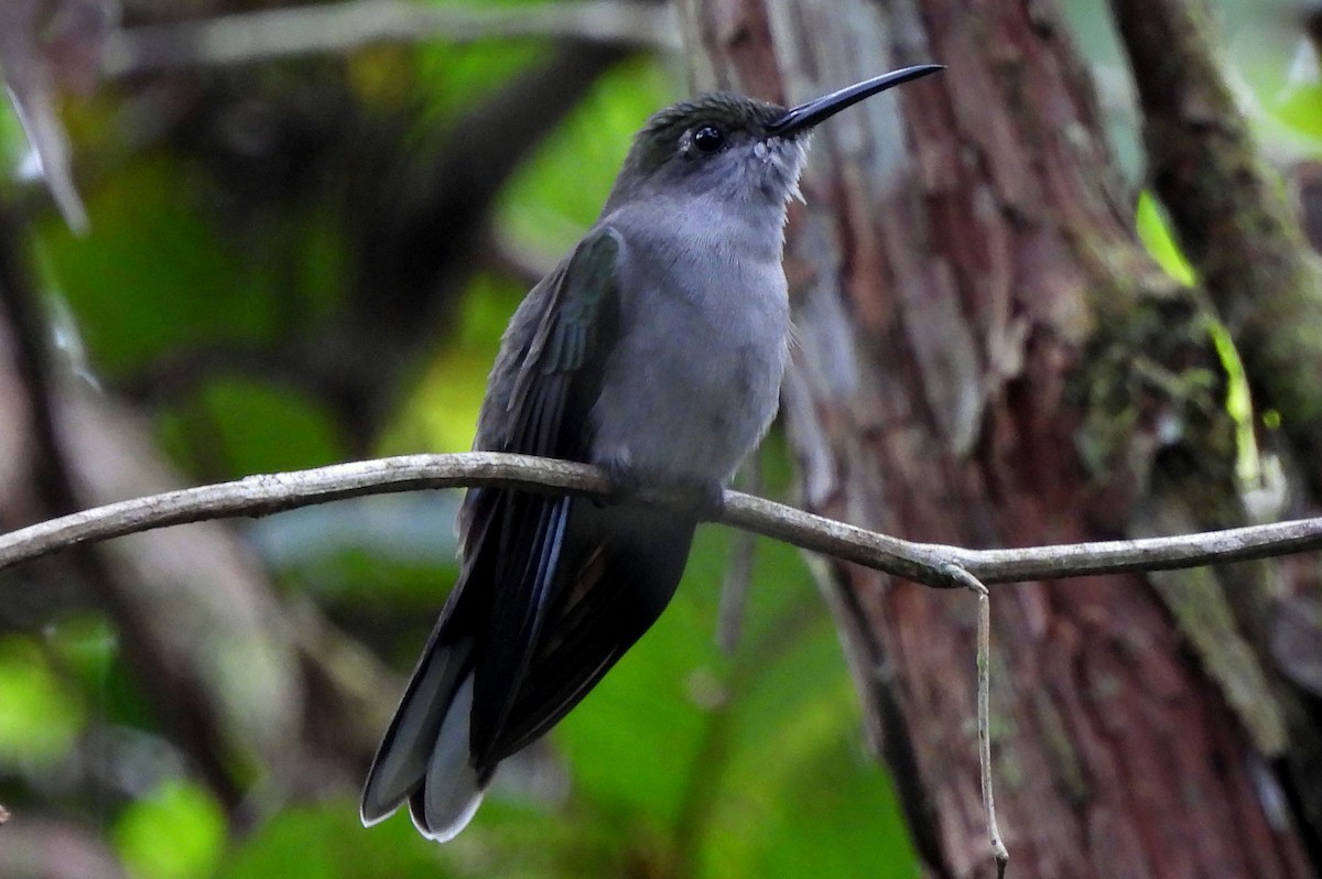 Campyloptère à ventre gris - ML565176901