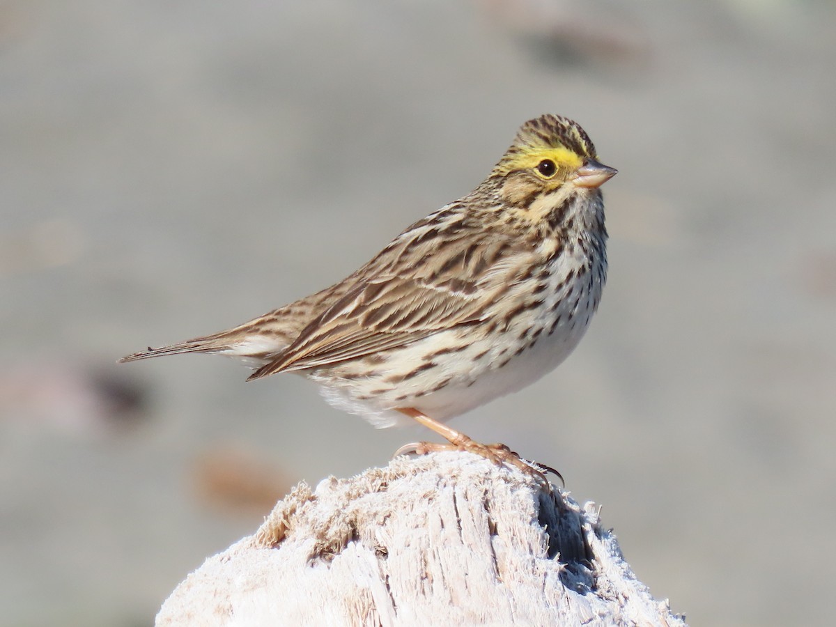 Savannah Sparrow - ML565178671