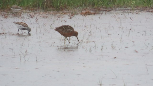 長嘴半蹼鷸 - ML565179221