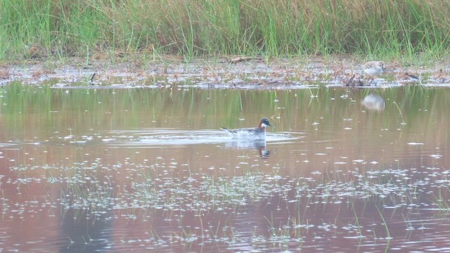 Red-necked Phalarope - ML565179421