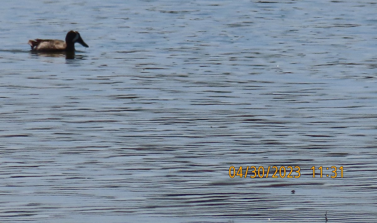 Blue-winged Teal - ML565179441