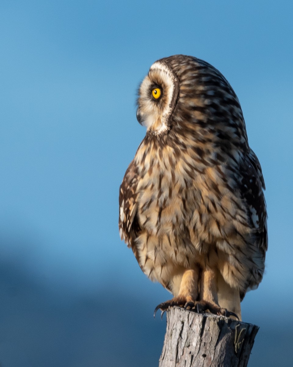 Short-eared Owl - ML565179861