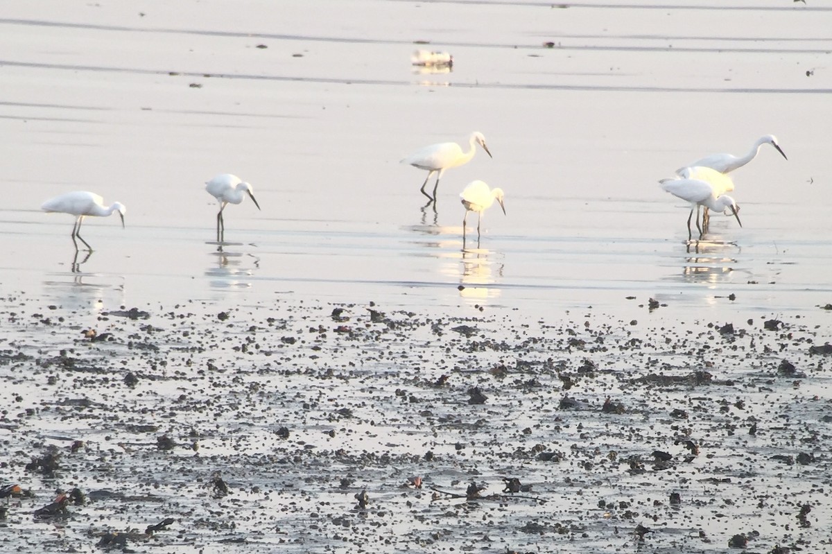 Little Egret - Martin Kennewell