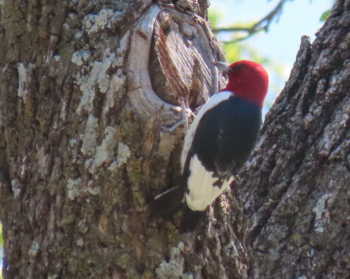Red-headed Woodpecker - ML565181101