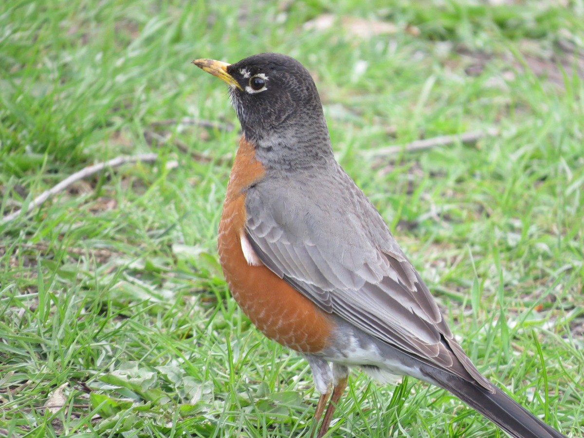 American Robin - ML565181191