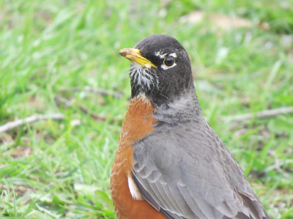 American Robin - ML565181281