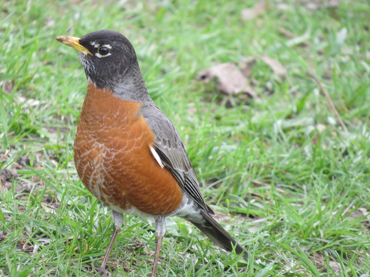 American Robin - ML565181291