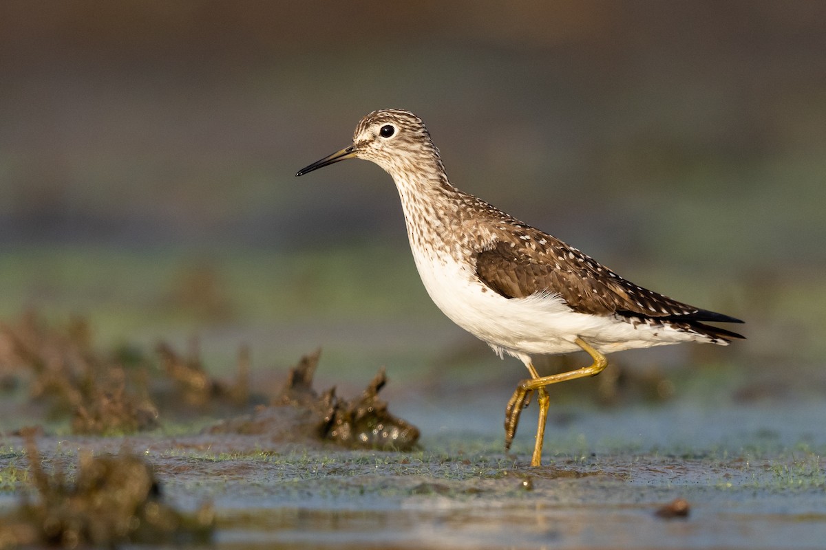 Solitary Sandpiper - ML565182171