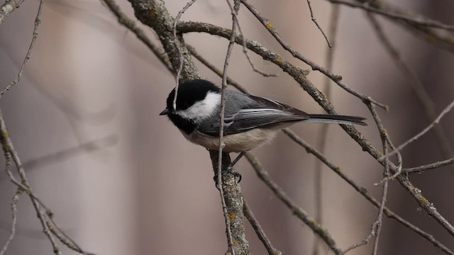 Black-capped Chickadee - ML565183031