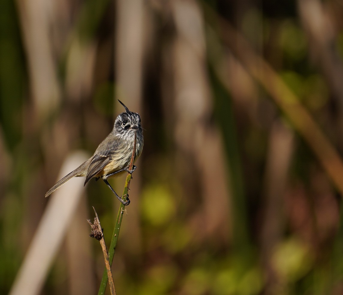 Tufted Tit-Tyrant - ML565183301