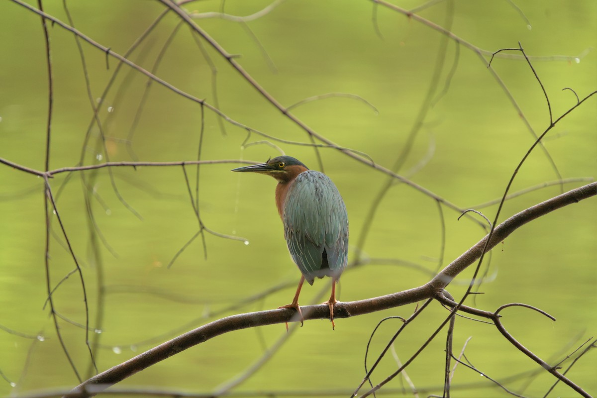 Green Heron - ML565183401