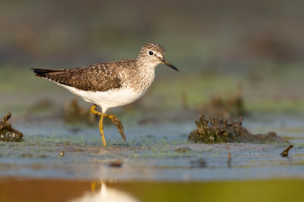 Solitary Sandpiper - ML565183981