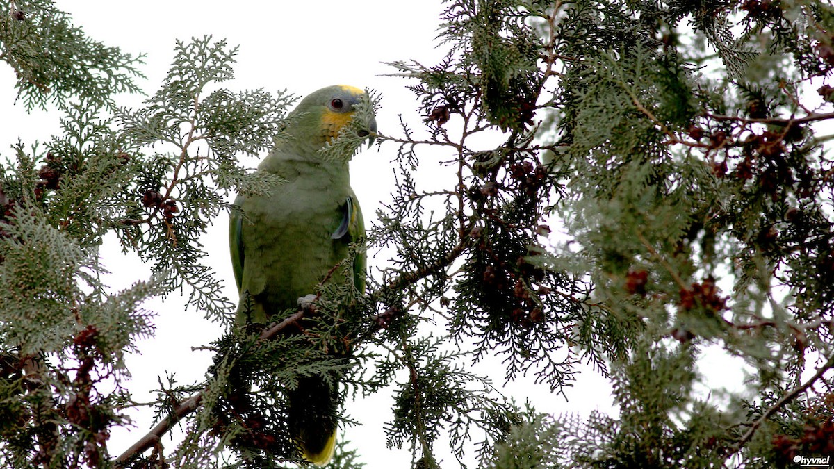 Orange-winged Parrot - Ozgun Sozuer