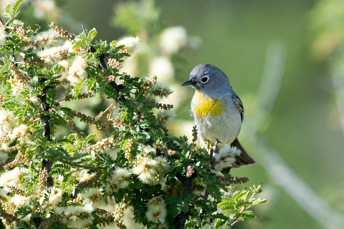 Virginia's Warbler - ML565185831