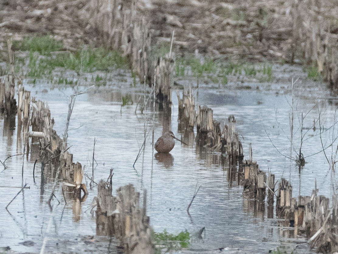 langnebbekkasinsnipe - ML565185941