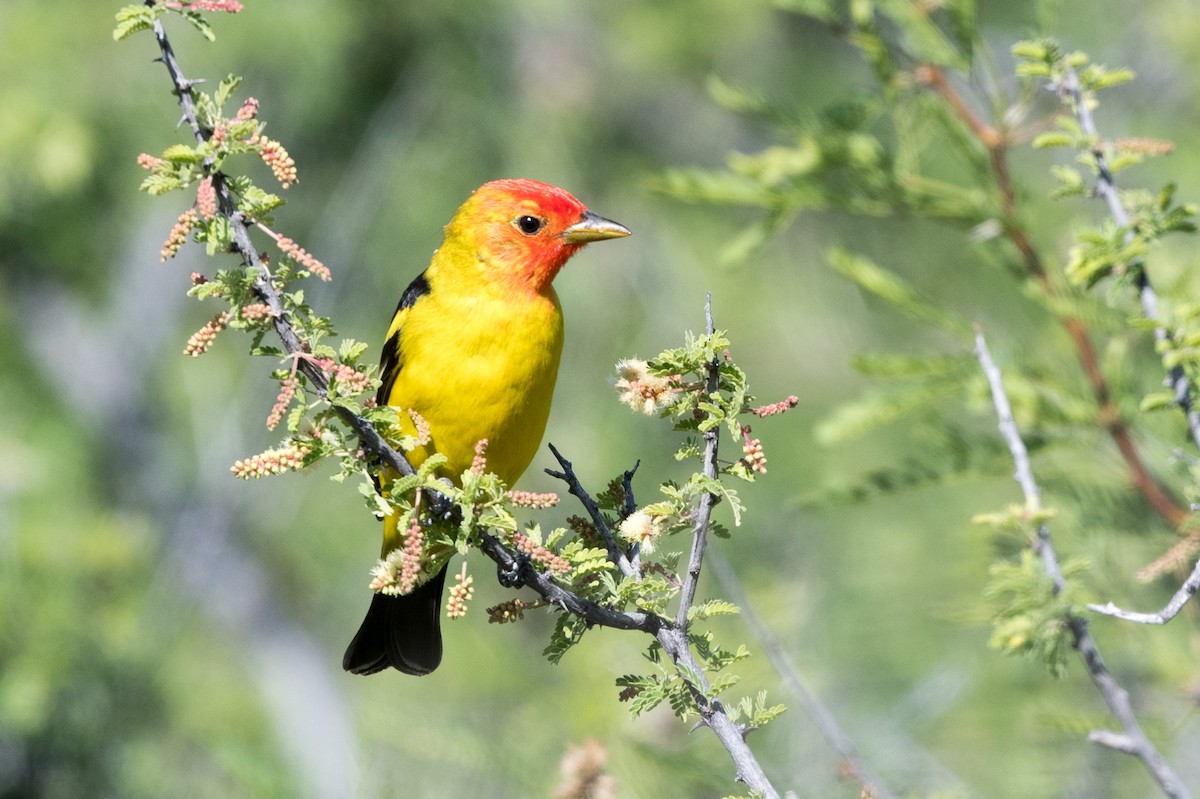Western Tanager - ML565186011