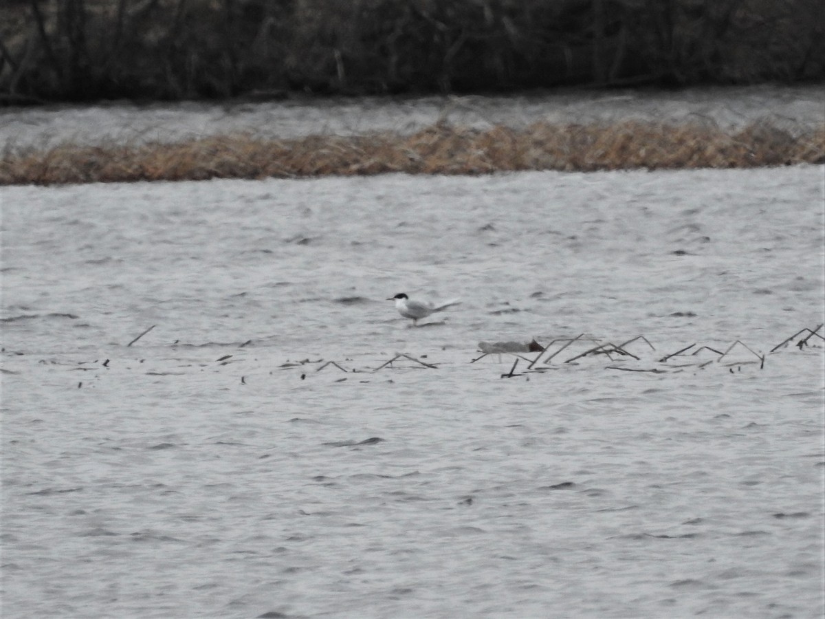 Forster's Tern - ML565186101