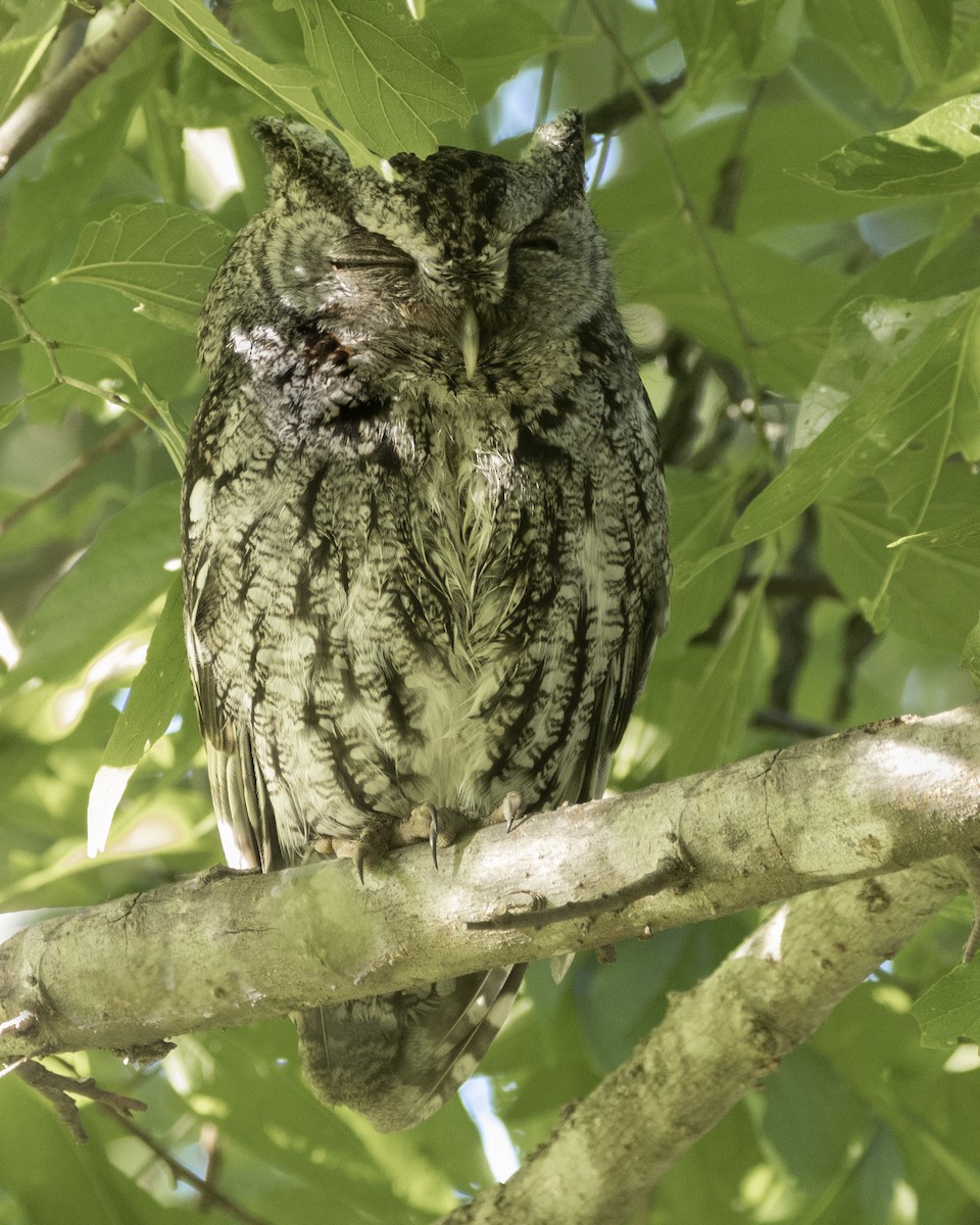 Eastern Screech-Owl - ML565187291