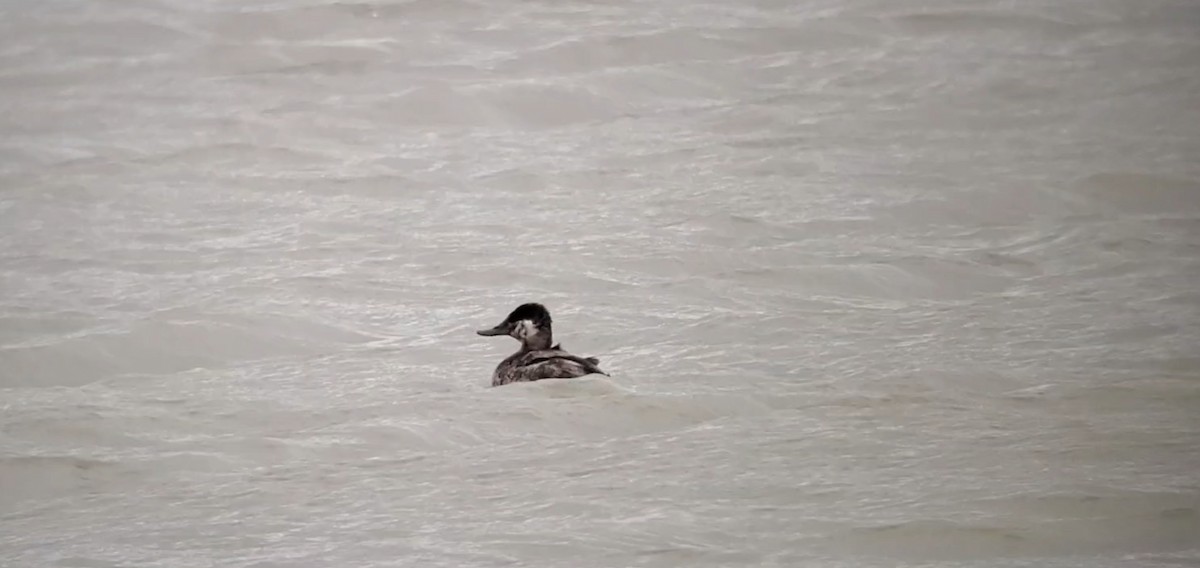 Ruddy Duck - ML565187311