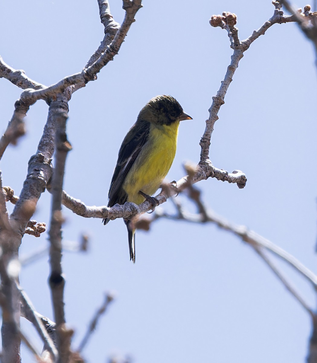 Lesser Goldfinch - ML565187861
