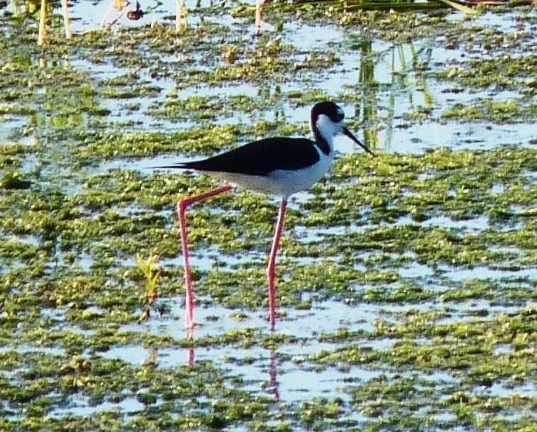 Black-necked Stilt - ML565190691