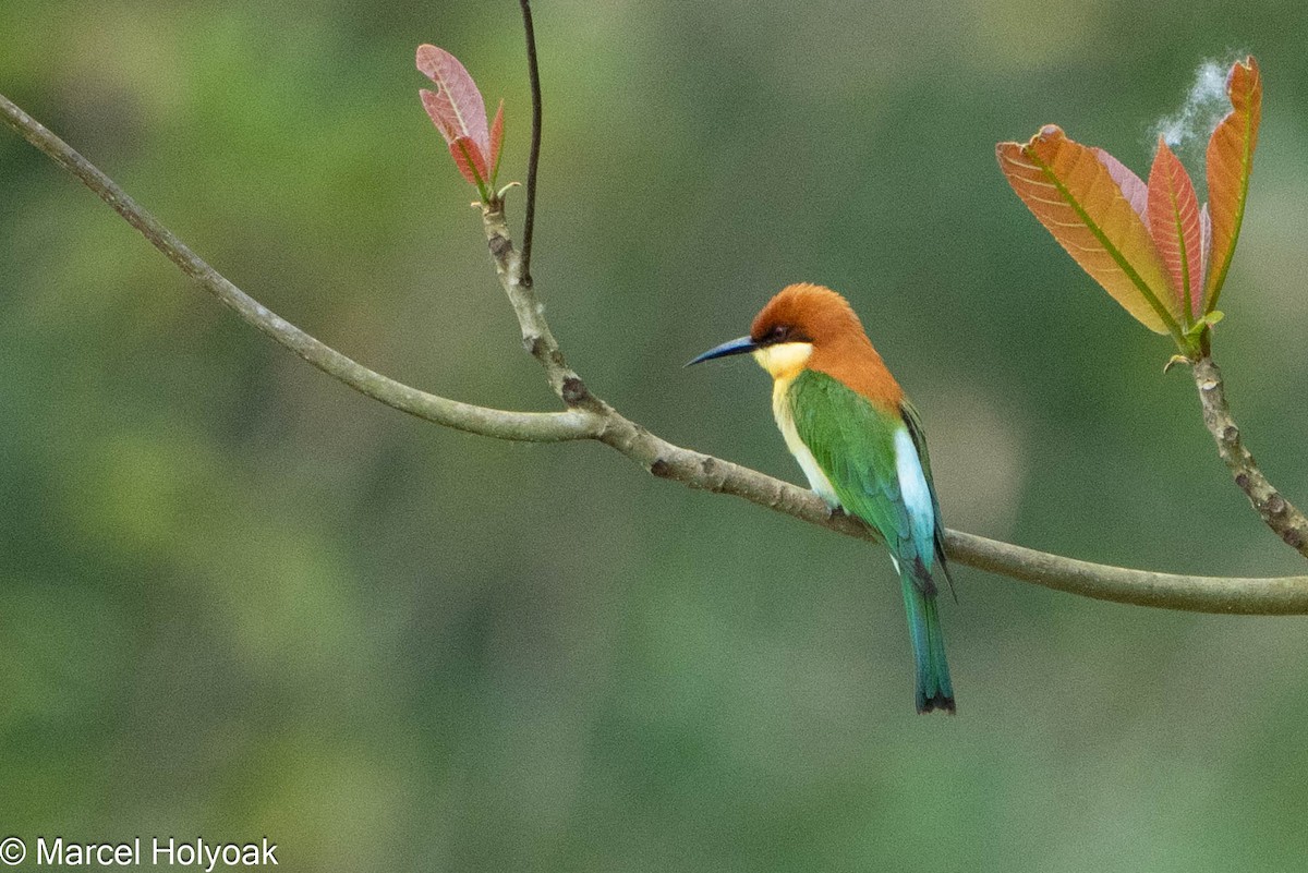 Chestnut-headed Bee-eater - Marcel Holyoak