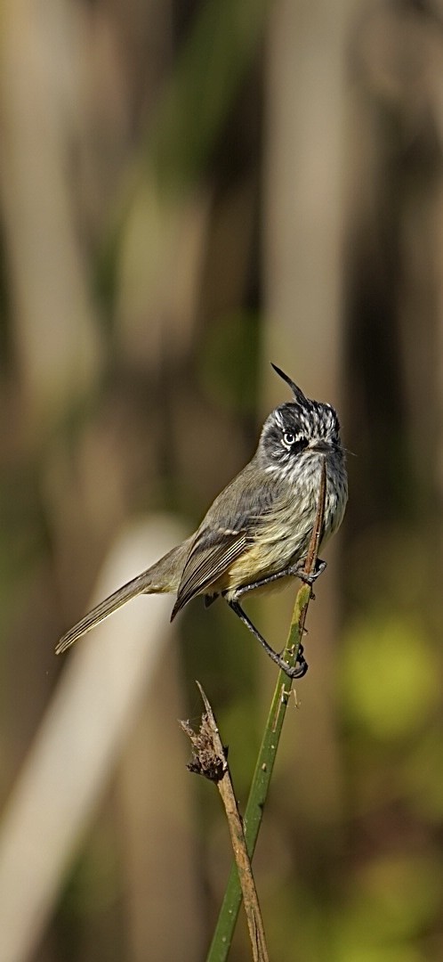 Tufted Tit-Tyrant - ML565191821