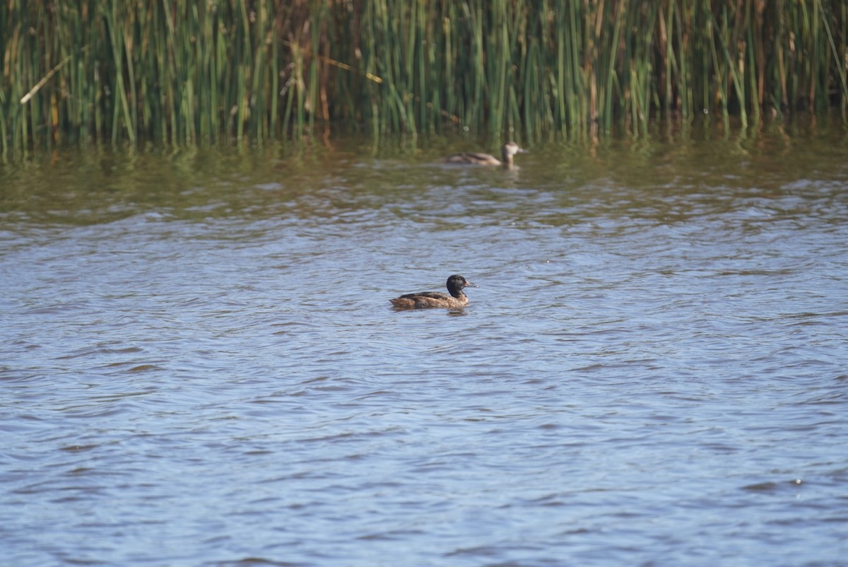 Black-headed Duck - Pablo Jaque Bopp