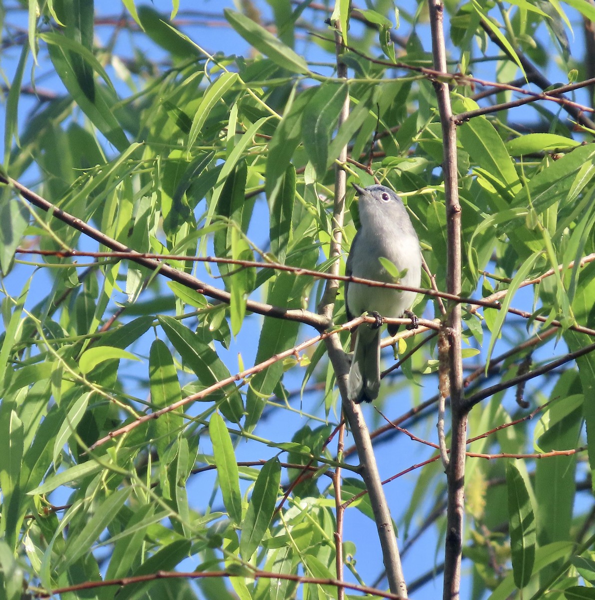 Gobemoucheron gris-bleu - ML565192411