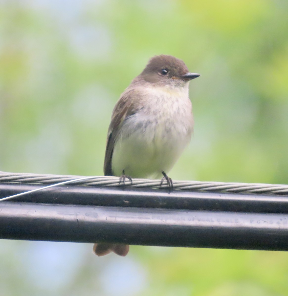 Eastern Phoebe - Ezra H