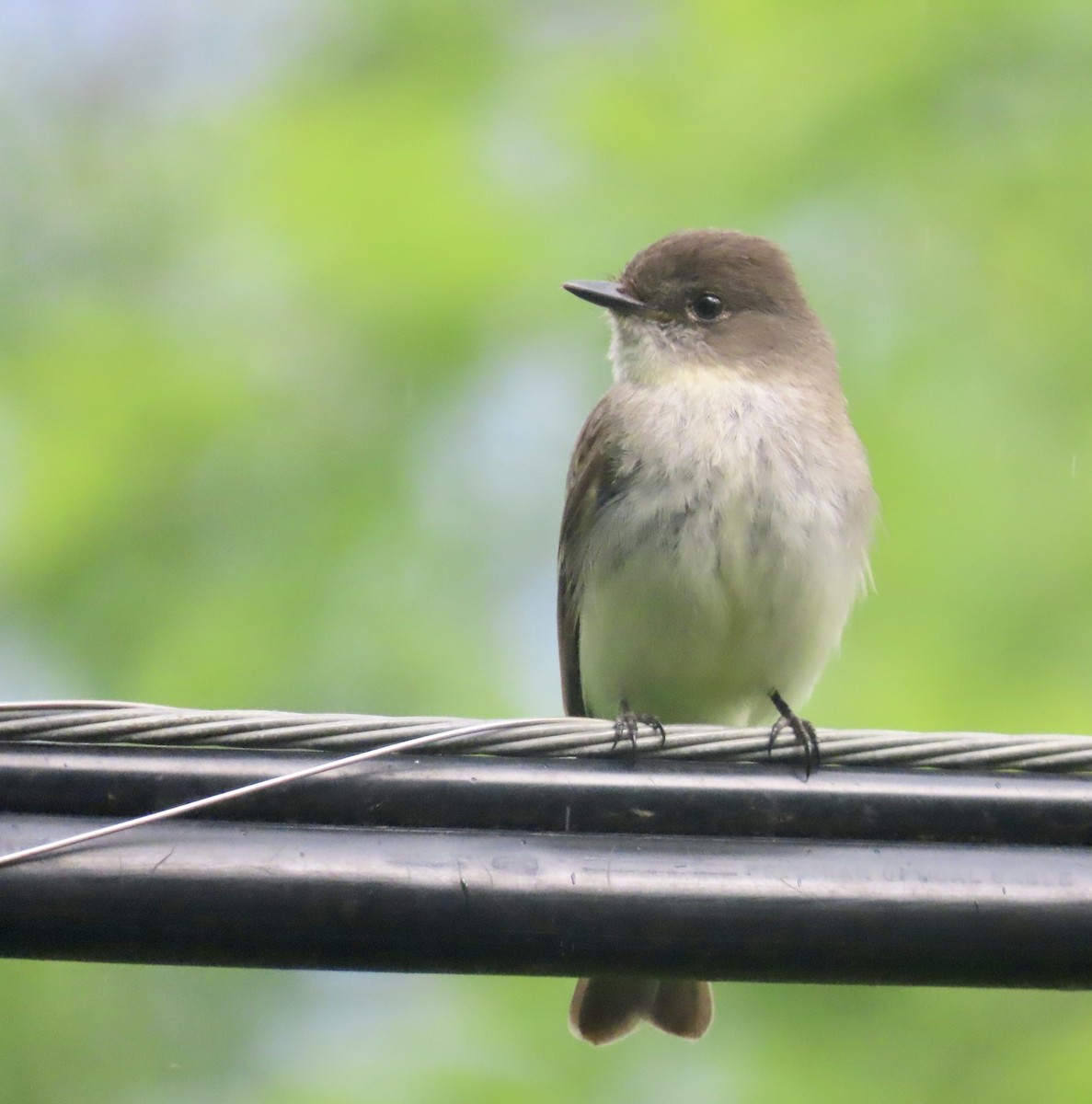 Eastern Phoebe - ML565193731