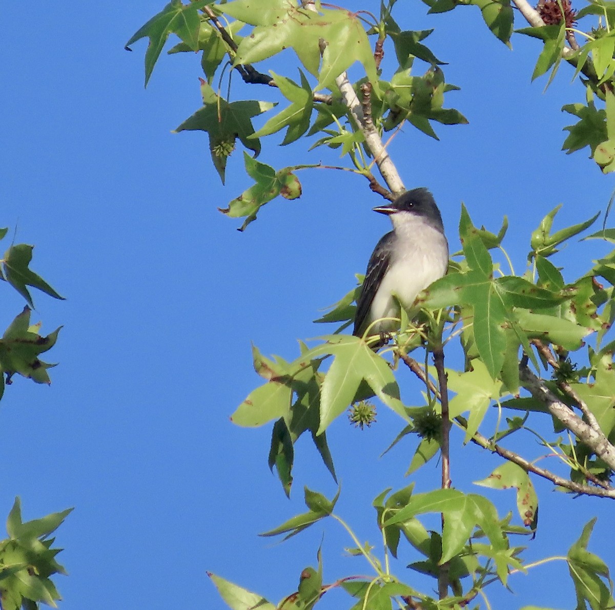 Eastern Kingbird - ML565194191