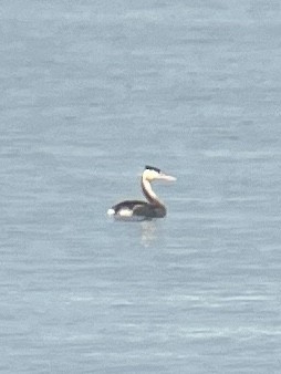 Great Crested Grebe - ML565194271