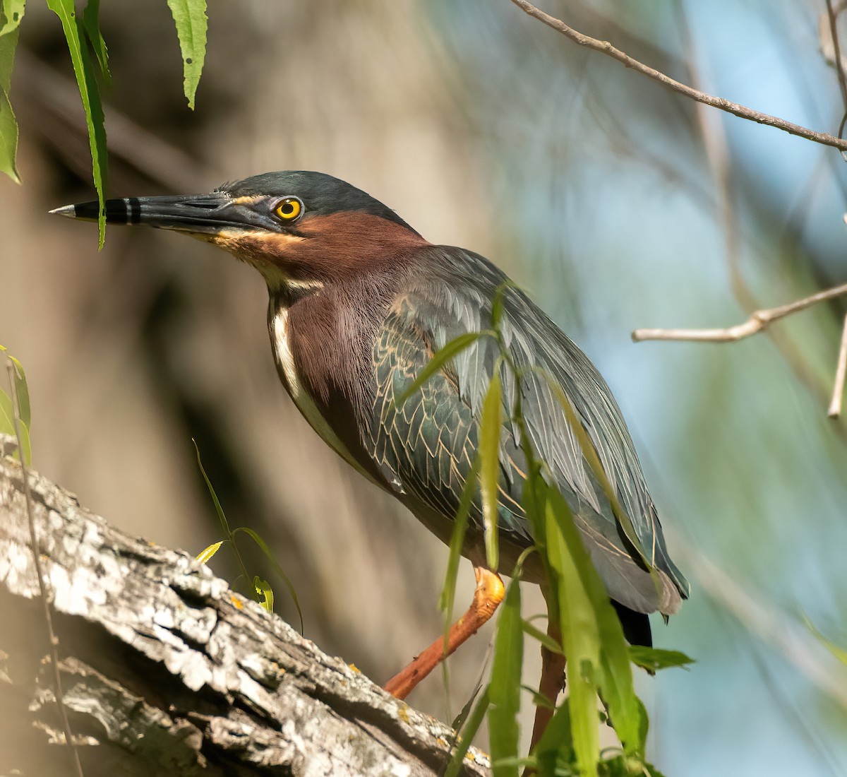 Green Heron - ML565194311