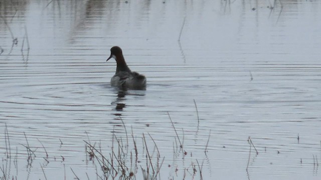 svømmesnipe - ML565195281