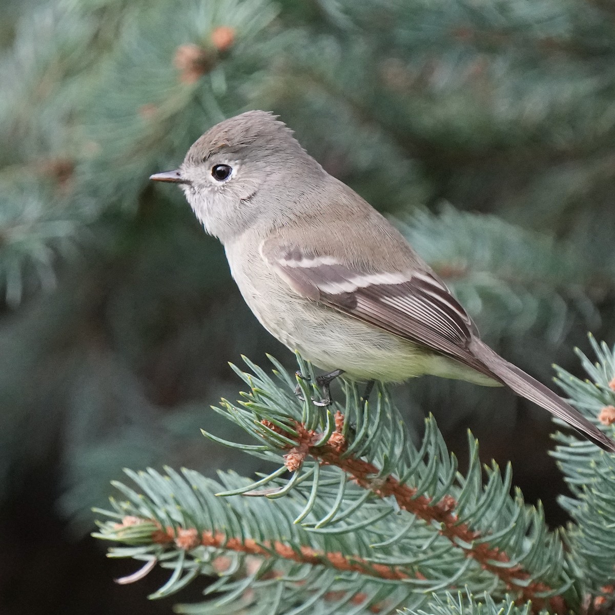 Hammond's Flycatcher - Marc Whitehead