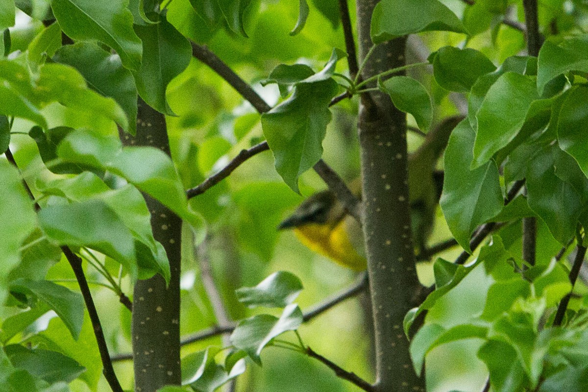 Yellow-breasted Chat - ML56519621